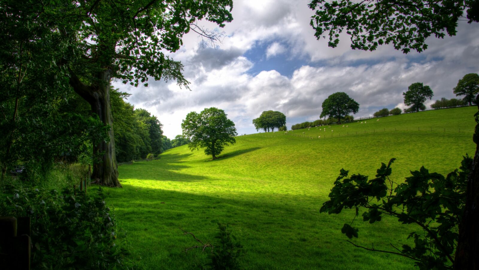 Header Background Image